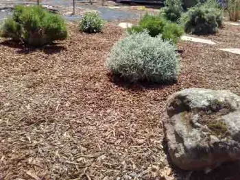 Two types of Santolina, Laura Lukes