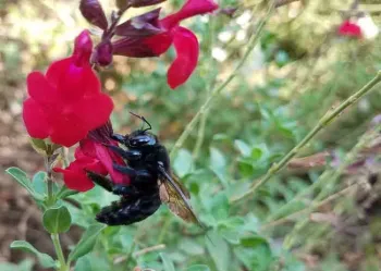 Female carpenter bee on salvia greggii, Jeanette Alosi