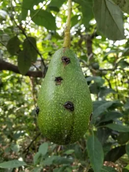Un aguacate con daños causados por un escarabajo. Fotografía por Mark Hodle de UC Riverside.