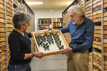 Lynn Kimsey, director of the Bohart Museum and a UC Davis distinguished professor, and Bohart associate Bill Patterson look over specimens. (Photo by Ashley Han)