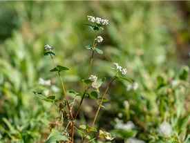 Buckwheat2
