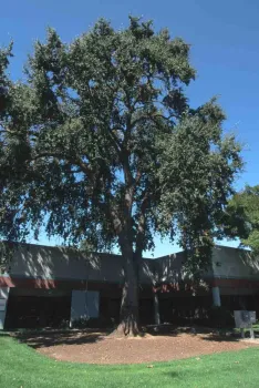 Valley Oak, Jack Kelly Clark, UC IPM Program