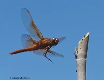 A flameskimmer in flight. (Photo by Kathy Keatley Garvey)