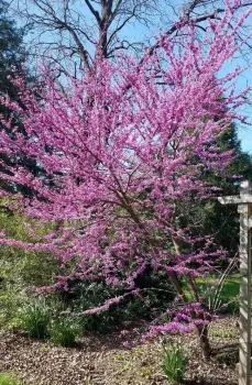 Redbud in bloom, Jeanette Alosi