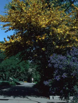 Flannelbush in bloom alongside blue ceanothus, Jack Kelly Clark, UC IPM Program