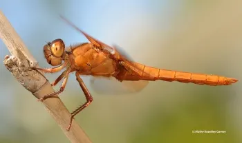 The flameskimmer, Libellula saturata. (Photo by Kathy Keatley Garvey)