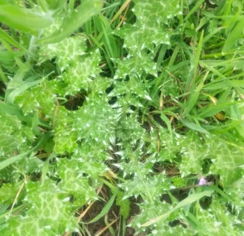 milkthistle closeup