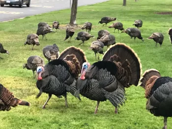 Male turkey toms roaming a neighborhood. Credit: Karey Windbiel-Rojas.