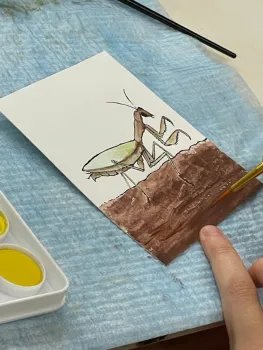 A praying mantis comes to life. (Photo by Gale Okumura)