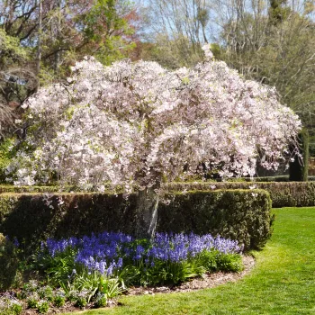 Flowering Cherry, photo by Cathrin Callas
