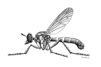 This image of Saropogon pyrodes, appearing in Charlotte Alberts' research publication in ZooKeys, is the work of UC Davis alumna Keely Davies. (Used with permission)