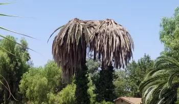 Canary Island date palms in decline