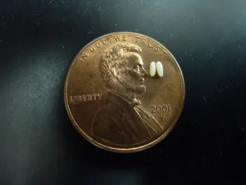 The size of SAPW eggs relative to a penny