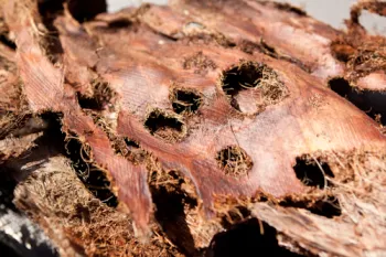 Holes created by SAPW in a palm frond sheath