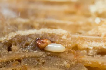SAPW larva hatching out of an egg