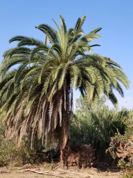 SAPW infested palm showing decline