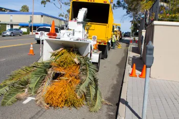 Palm tree in a wood chipper