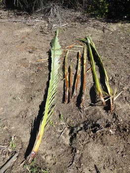 Palm fronds damaged by SAPW