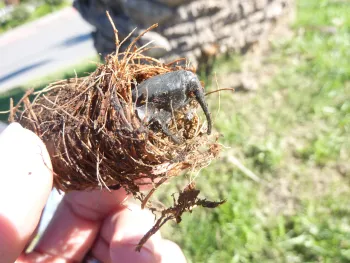 SAPW adult in cocoon