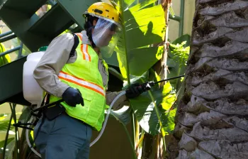 Application of Systemic Insecticide Into Palm Trunk