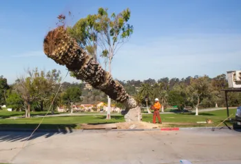 Canary Island Date Palm Removal