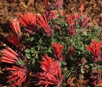 Bee Balm Marian Sampson