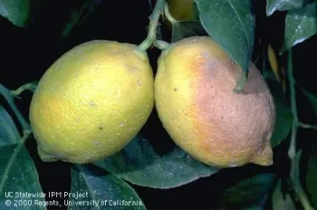 Two yellow fruits hanging on a tree showing browning on the rind of one of the fruits.