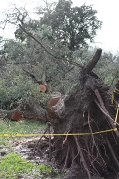 Toppled tree on University of California, Davis campus
