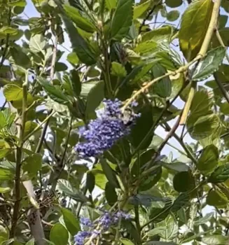This is a screen shot of the video of a black-tailed bumble bee, Bombus melanopygus, that Ria de Grassi spotted in her Davis yard. (Photo by Kathy Keatley Garvey)