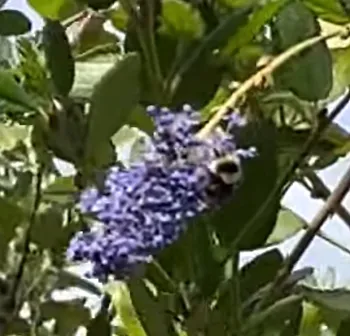 This is the black-tailed bumble bee, Bombus melanopygus, that Ria de Grassi photographed.