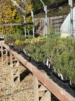 No matter what the season, local nurseries carry a variety of herbs. Debi Durham