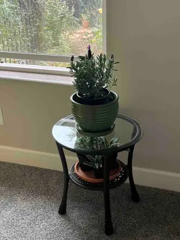 Lavender next to a sunny bedroom window invites relaxation. Debi Durham