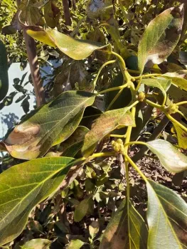 avocado lace bug damage