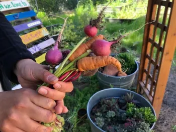Hand holding three purplish red beets and two orange carrots.