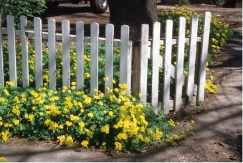 Blooming Bermuda buttercup next to a residential fence.