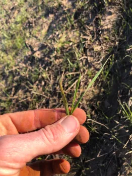 Wheat at early tillering (Feekes 1-2)