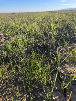Italian ryegrass (3-4 leaves) among wheat seedlings (Feekes 1-2)