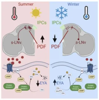 A graphic from the Joanna Chiu lab published in the journal Current Biology.