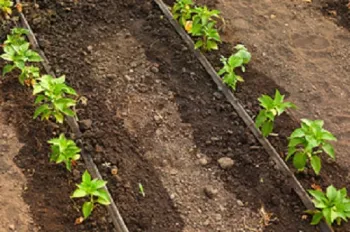 Photo of drip irrigation. Image from pixabay.com.