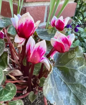 02-15-23_MD_Cyclamen_1_by_Anne_Bettencourt