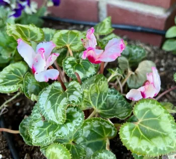 02-15-23_Cyclamen_2_by_Anne_Bettencourt