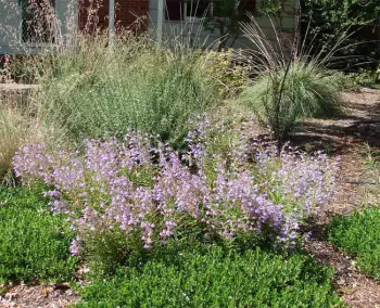 Foothill penstemon blooms in front of native grasses. Eve Werner