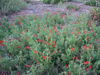 Epilobium californicum. Cindy Weiner