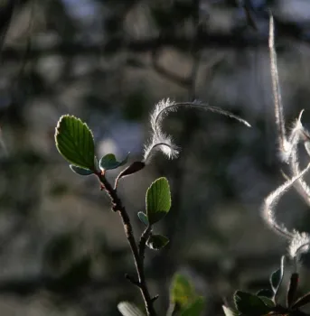 Mountain Mahogany. J. Jewell and J. Whittlesey