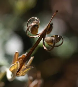 Native Geranium. J. Jewell and J. Whittlesey