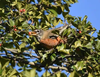 Red breasted bird with orange berry in its beak.