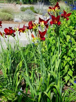 Daylilies can be divided to create more plants. Brent McGhie