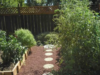 Early girl hybrid tomato growing on the right. Laura Lukes