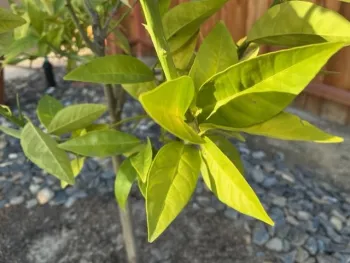 Bright yellowish green leaves.