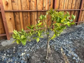 Small tree, about 3 feet tall planted in front of a fence.